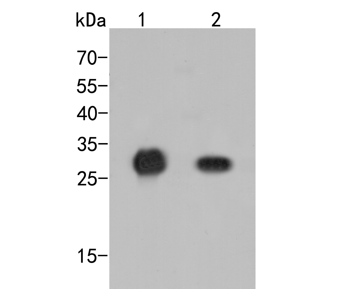 Western blot analysis of HA tag on different lysates. Proteins were transferred to a PVDF membrane and blocked with 5% BSA in PBS for 1 hour at room temperature. The primary antibody (<a href="/products/0906-1" style="font-weight: bold;text-decoration: underline;">0906-1</a>, 1/5,000) was used in 5% BSA at room temperature for 2 hours. Goat Anti-Rabbit IgG - HRP Secondary Antibody (<a href="/products/HA1001" style="font-weight: bold;text-decoration: underline;">HA1001</a>) at 1/50,000 dilution was used for 1 hour at room temperature.<br />Positive control:<br />Lane 1: C-terminal HA-tagged recombinant protein<br />Lane 2: N-terminal HA-tagged recombinant protein