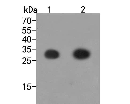 Western blot analysis of DYKDDDDK Tag (FLAG) on different lysates. Proteins were transferred to a PVDF membrane and blocked with 5% BSA in PBS for 1 hour at room temperature. The primary antibody (<a href="/products/0912-1" style="font-weight: bold;text-decoration: underline;">0912-1</a>, 1/2,000) was used in 5% BSA at room temperature for 2 hours. Goat Anti-Rabbit IgG - HRP Secondary Antibody (<a href="/products/HA1001" style="font-weight: bold;text-decoration: underline;">HA1001</a>) at 1:5,000 dilution was used for 1 hour at room temperature.<br />Lane 1: N-terminal FLAG-tagged recombinant protein<br />Lane 2: C-terminal FLAG-tagged recombinant protein