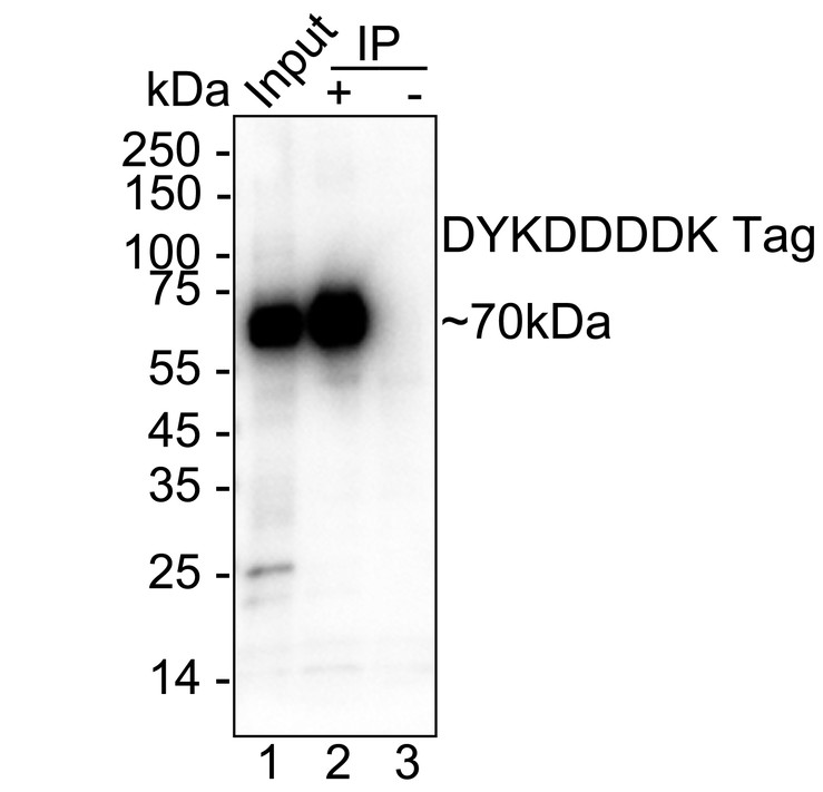 DYKDDDDK Tag (FLAG) was immunoprecipitated from 0.2 mg L-929 transfected with FLAG-tagged CD5 cell lysate with <a href="/products/0912-1" style="font-weight: bold;text-decoration: underline;">0912-1</a> at 2 µg/10 µl beads. Western blot was performed from the immunoprecipitate using <a href="/products/0912-1" style="font-weight: bold;text-decoration: underline;">0912-1</a> at 1/1,000 dilution. HRP Conjugated Anti-Rabbit IgG for IP Nano-secondary antibody at 1/5,000 dilution was used for 1 hour at room temperature.<br /><br />Lane 1: L-929 transfected with FLAG-tagged CD5 cell lysate (input)<br />Lane 2: <a href="/products/0912-1" style="font-weight: bold;text-decoration: underline;">0912-1</a> IP in L-929 transfected with FLAG-tagged CD5 cell lysate<br />Lane 3: Rabbit IgG instead of <a href="/products/0912-1" style="font-weight: bold;text-decoration: underline;">0912-1</a> in L-929 transfected with FLAG-tagged CD5 cell lysate<br /><br />Blocking/Dilution buffer: 5% NFDM/TBST<br />Exposure time: 3 seconds; ECL: K1801