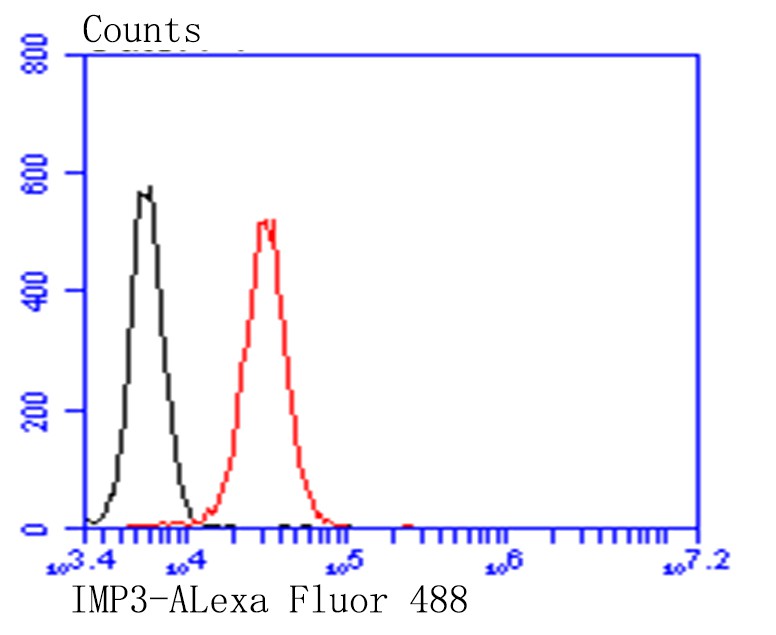 IMP3 Mouse monoclonal Antibody