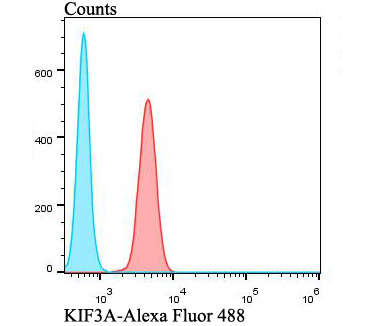 KIF3A Rabbit polyclonal Antibody