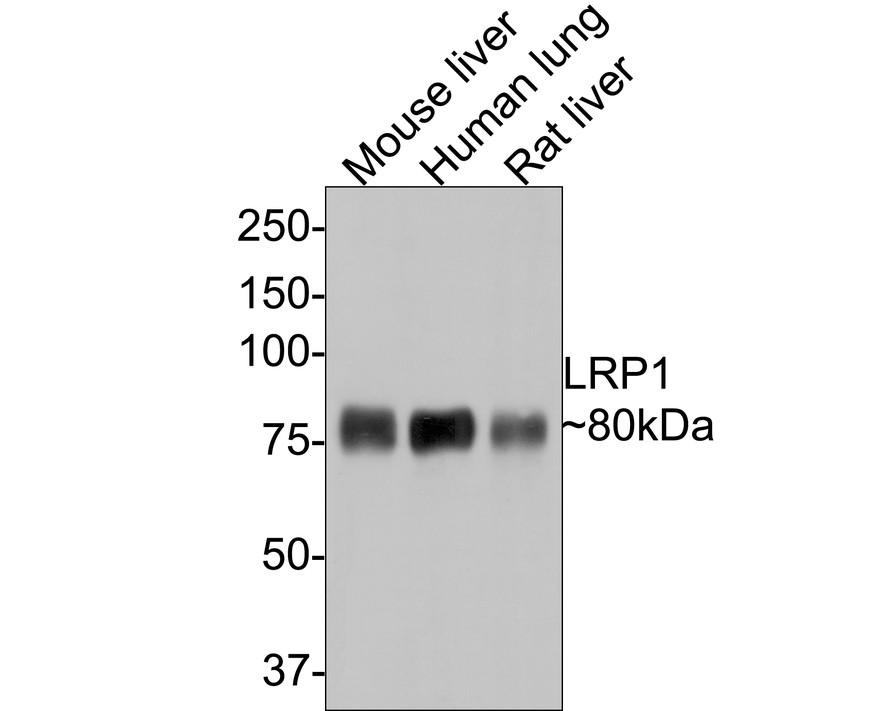 Western blot analysis of LRP1 on different lysates with Rabbit anti-LRP1 antibody (<a href=
