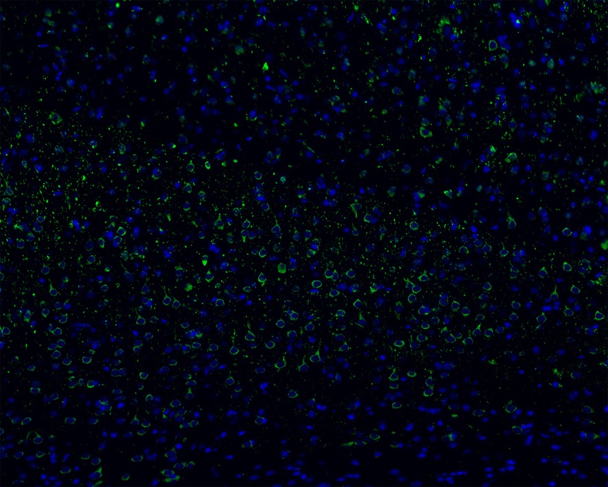 Immunofluorescence analysis of frozen mouse cerebral cortex tissue labeling LRP1 with Rabbit anti-LRP1 antibody (<a href=