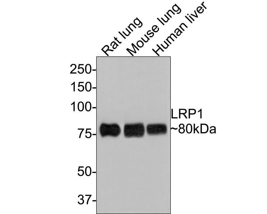 Western blot analysis of LRP1 on different lysates with Rabbit anti-LRP1 antibody (<a href=