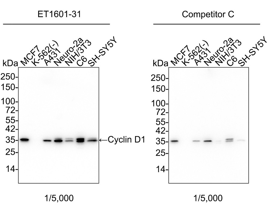<span style="font-weight: bold;">☑ Relative expression (RE)</span><br /><br />Western blot analysis of Cyclin D1 on different lysates with Rabbit anti-Cyclin D1 antibody (<a href="/products/ET1601-31" style="font-weight: bold;text-decoration: underline;">ET1601-31</a>) at 1/5,000 dilution and competitor's antibody at 1/5,000 dilution.<br /><br />Lane 1: MCF7 cell lysate<br />Lane 2: K-562 cell lysate (negative)<br />Lane 3: A431 cell lysate<br />Lane 4: Neuro-2a cell lysate<br />Lane 5: NIH/3T3 cell lysate<br />Lane 6: C6 cell lysate<br />Lane 7: SH-SY5Y cell lysate<br /><br />Lysates/proteins at 20 µg/Lane.<br /><br />Predicted band size: 34 kDa<br />Observed band size: 35 kDa<br /><br />Exposure time: 20 seconds; ECL: K1802;<br />4-20% SDS-PAGE gel.<br /><br />Proteins were transferred to a PVDF membrane and blocked with 5% NFDM/TBST for 1 hour at room temperature. The primary antibody (<a href="/products/ET1601-31" style="font-weight: bold;text-decoration: underline;">ET1601-31</a>) at 1/5,000 dilution and competitor's antibody at 1/5,000 dilution were used in 5% NFDM/TBST at 4℃ overnight. Goat Anti-Rabbit IgG - HRP Secondary Antibody (<a href="/products/HA1001" style="font-weight: bold;text-decoration: underline;">HA1001</a>) at 1/50,000 dilution was used for 1 hour at room temperature.