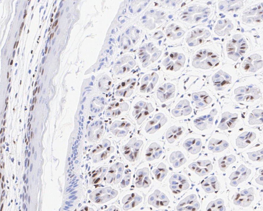 Immunohistochemical analysis of paraffin-embedded mouse stomach tissue with Rabbit anti-Cyclin D1 antibody (<a href="/products/ET1601-31" style="font-weight: bold;text-decoration: underline;">ET1601-31</a>) at 1/1,000 dilution.<br /><br />The section was pre-treated using heat mediated antigen retrieval with sodium citrate buffer (pH 6.0) for 2 minutes. The tissues were blocked in 1% BSA for 20 minutes at room temperature, washed with ddH<sub>2</sub>O and PBS, and then probed with the primary antibody (<a href="/products/ET1601-31" style="font-weight: bold;text-decoration: underline;">ET1601-31</a>) at 1/1,000 dilution for 1 hour at room temperature. The detection was performed using an HRP conjugated compact polymer system. DAB was used as the chromogen. Tissues were counterstained with hematoxylin and mounted with DPX.