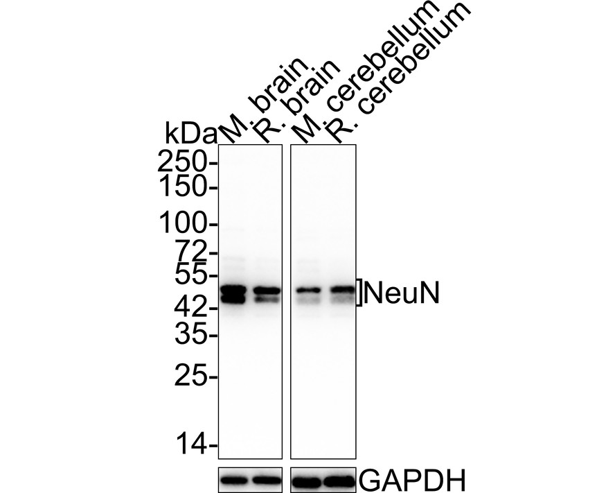 Western blot analysis of NeuN on different lysates with Rabbit anti-NeuN antibody (<a href="/products/ET1602-12" style="font-weight: bold;text-decoration: underline;">ET1602-12</a>) at 1/5,000 dilution.<br /><br />Lane 1: Mouse brain tissue lysate<br />Lane 2: Rat brain tissue lysate<br />Lane 3: Mouse cerebellum tissue lysate<br />Lane 4: Rat cerebellum tissue lysate<br /><br />Lysates/proteins at 20 µg/Lane.<br /><br />Predicted band size: 34 kDa<br />Observed band size: 45/50 kDa<br /><br />Exposure time: 43 seconds;<br />4-20% SDS-PAGE gel.<br /><br />Proteins were transferred to a PVDF membrane and blocked with 5% NFDM/TBST for 1 hour at room temperature. The primary antibody (<a href="/products/ET1602-12" style="font-weight: bold;text-decoration: underline;">ET1602-12</a>) at 1/5,000 dilution was used in 5% NFDM/TBST at room temperature for 2 hours. Goat Anti-Rabbit IgG - HRP Secondary Antibody (<a href="/products/HA1001" style="font-weight: bold;text-decoration: underline;">HA1001</a>) at 1/100,000 dilution was used for 1 hour at room temperature.
