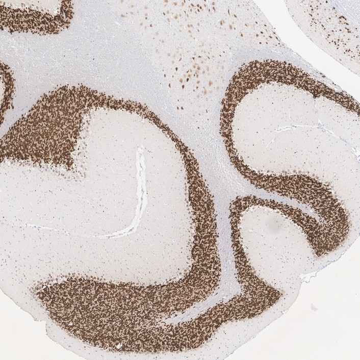 Immunohistochemical analysis of paraffin-embedded mouse cerebellum tissue with Rabbit anti-NeuN antibody (<a href="/products/ET1602-12" style="font-weight: bold;text-decoration: underline;">ET1602-12</a>) at 1/1,000 dilution.<br /><br />The section was pre-treated using heat mediated antigen retrieval with sodium citrate buffer (pH 6.0) for 2 minutes. The tissues were blocked in 1% BSA for 20 minutes at room temperature, washed with ddH<sub>2</sub>O and PBS, and then probed with the primary antibody (<a href="/products/ET1602-12" style="font-weight: bold;text-decoration: underline;">ET1602-12</a>) at 1/1,000 dilution for 1 hour at room temperature. The detection was performed using an HRP conjugated compact polymer system. DAB was used as the chromogen. Tissues were counterstained with hematoxylin and mounted with DPX.