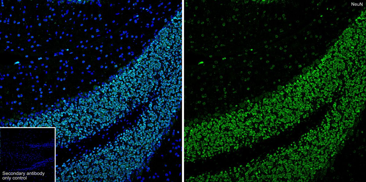 Application: IHC-Fr<br /><br />Species: Mouse<br /><br />Site: Hippocampus<br /><br />Sample: Frozen section<br /><br />Antibody concentration: 1:2,000<br /><br />Antigen retrieval: Not required