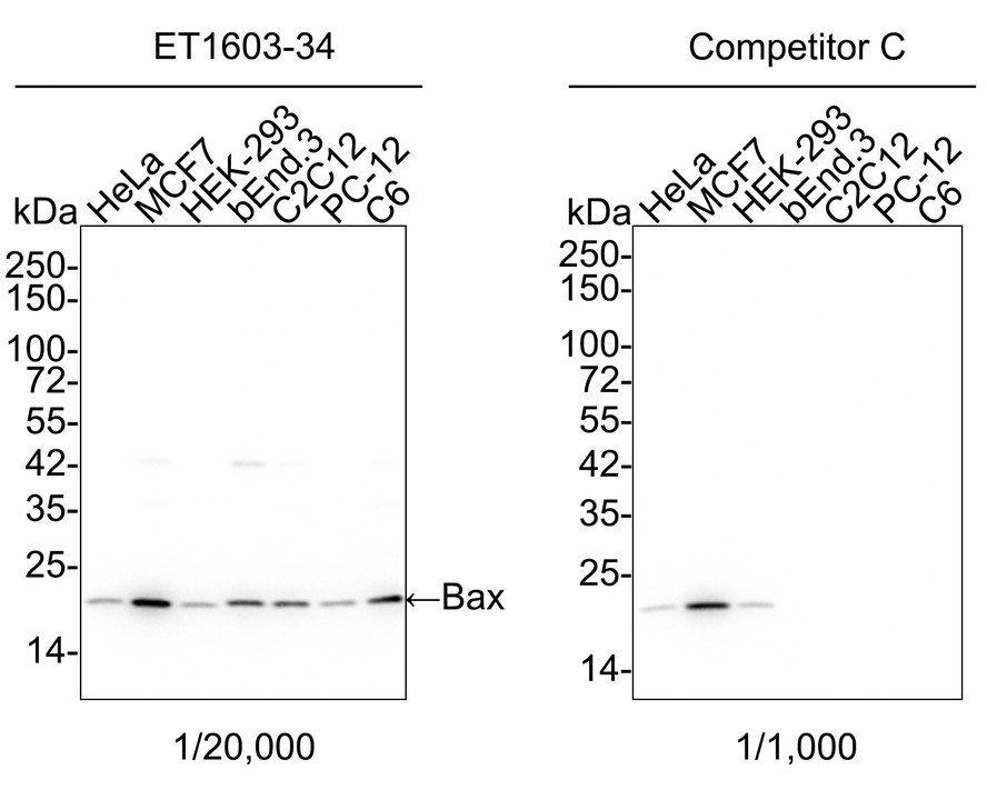 Western blot analysis of Bax on different lysates with Rabbit anti-Bax antibody (<a href="/products/ET1603-34" style="font-weight: bold;text-decoration: underline;">ET1603-34</a>) at 1/20,000 dilution and competitor's antibody at 1/1,000 dilution.<br /><br />Lane 1: HeLa cell lysate<br />Lane 2: MCF7 cell lysate<br />Lane 3: HEK-293 cell lysate<br />Lane 4: bEnd.3 cell lysate<br />Lane 5: C2C12 cell lysate<br />Lane 6: PC-12 cell lysate<br />Lane 7: C6 cell lysate<br /><br />Lysates/proteins at 15 µg/Lane.<br /><br />Predicted band size: 21 kDa<br />Observed band size: 21 kDa<br /><br />Exposure time: 30 seconds; ECL: K1801;<br /><br />4-20% SDS-PAGE gel.<br /><br />Proteins were transferred to a PVDF membrane and blocked with 5% NFDM/TBST for 1 hour at room temperature. The primary antibody (<a href="/products/ET1603-34" style="font-weight: bold;text-decoration: underline;">ET1603-34</a>) at 1/20,000 dilution and competitor's antibody at 1/1,000 dilution were used in 5% NFDM/TBST at 4℃ overnight. Goat Anti-Rabbit IgG - HRP Secondary Antibody (<a href="/products/HA1001" style="font-weight: bold;text-decoration: underline;">HA1001</a>) at 1/50,000 dilution was used for 1 hour at room temperature.
