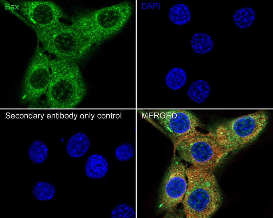 Immunocytochemistry analysis of C2C12 cells labeling Bax with Rabbit anti-Bax antibody (<a href="/products/ET1603-34" style="font-weight: bold;text-decoration: underline;">ET1603-34</a>) at 1/100 dilution.<br /><br />Cells were fixed in 4% paraformaldehyde for 20 minutes at room temperature, permeabilized with 0.1% Triton X-100 in PBS for 5 minutes at room temperature, then blocked with 1% BSA in 10% negative goat serum for 1 hour at room temperature. Cells were then incubated with Rabbit anti-Bax antibody (<a href="/products/ET1603-34" style="font-weight: bold;text-decoration: underline;">ET1603-34</a>) at 1/100 dilution in 1% BSA in PBST overnight at 4 ℃. Goat Anti-Rabbit IgG H&L (iFluor™ 488, <a href="/products/HA1121" style="font-weight: bold;text-decoration: underline;">HA1121</a>) was used as the secondary antibody at 1/1,000 dilution. PBS instead of the primary antibody was used as the secondary antibody only control. Nuclear DNA was labelled in blue with DAPI.<br /><br />Beta tubulin (<a href="/products/M1305-2" style="font-weight: bold;text-decoration: underline;">M1305-2</a>, red) was stained at 1/100 dilution overnight at +4℃. Goat Anti-Mouse IgG H&L (iFluor™ 594, <a href="/products/HA1126" style="font-weight: bold;text-decoration: underline;">HA1126</a>) was used as the secondary antibody at 1/1,000 dilution.