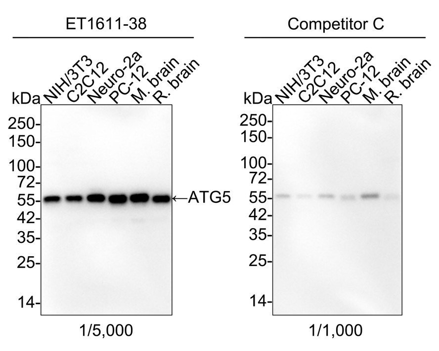 Western blot analysis of ATG5 on different lysates with Rabbit anti-ATG5 antibody (<a href=