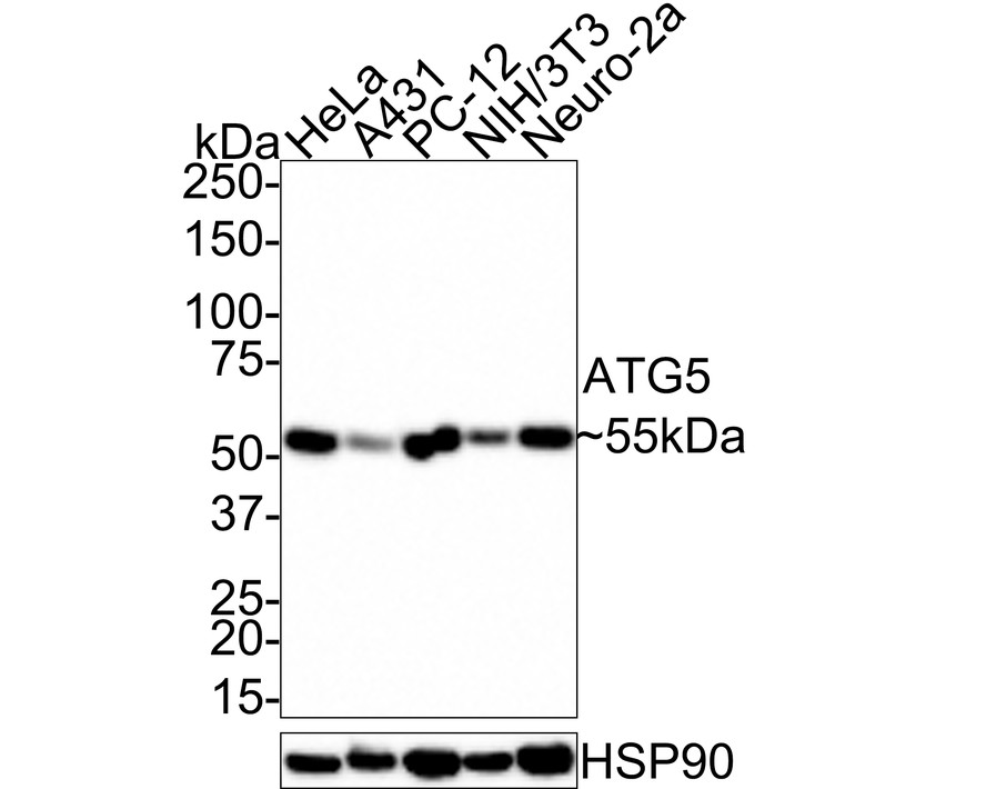 Western blot analysis of ATG5 on different lysates with Rabbit anti-ATG5 antibody (<a href=