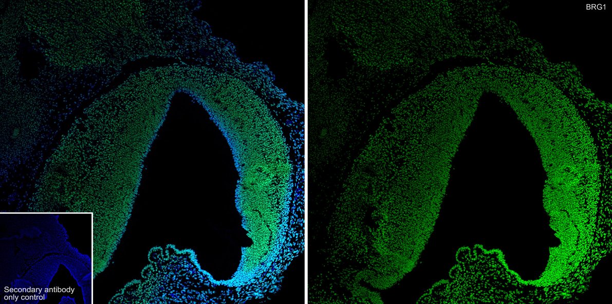 Application: IHC-Fr<br /><br />Species: Mouse<br /><br />Site: E14.5 embryo<br /><br />Sample: Frozen section<br /><br />Antibody concentration: 1:1,000<br /><br />Antigen retrieval: Not required