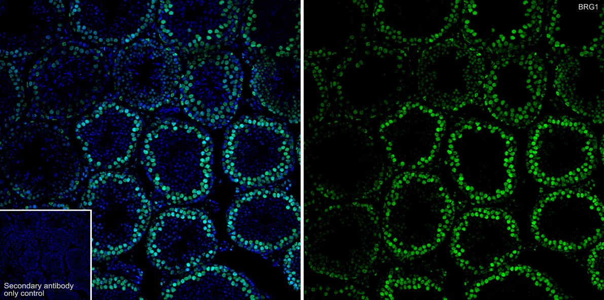 Application: IHC-Fr<br /><br />Species: Mouse<br /><br />Site: Testis<br /><br />Sample: Frozen section<br /><br />Antibody concentration: 1:1,000<br /><br />Antigen retrieval: The section was pre-treated using heat mediated antigen retrieval with sodium citrate buffer (pH 6.0) for about 2 minutes in microwave oven.