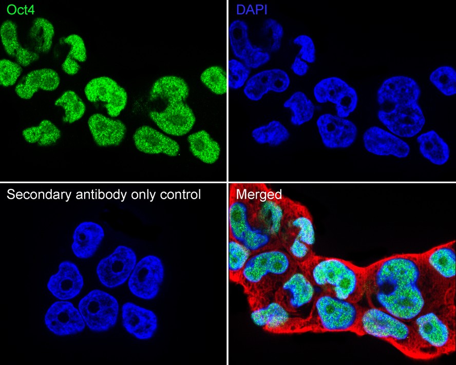 Immunocytochemistry analysis of NCCIT cells labeling Oct4 with Rabbit anti-Oct4 antibody (<a href=
