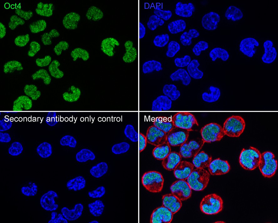 Flow cytometric analysis of NCCIT cells labeling Oct4.<br /><br />Cells were fixed and permeabilized. Then stained with the primary antibody (<a href=