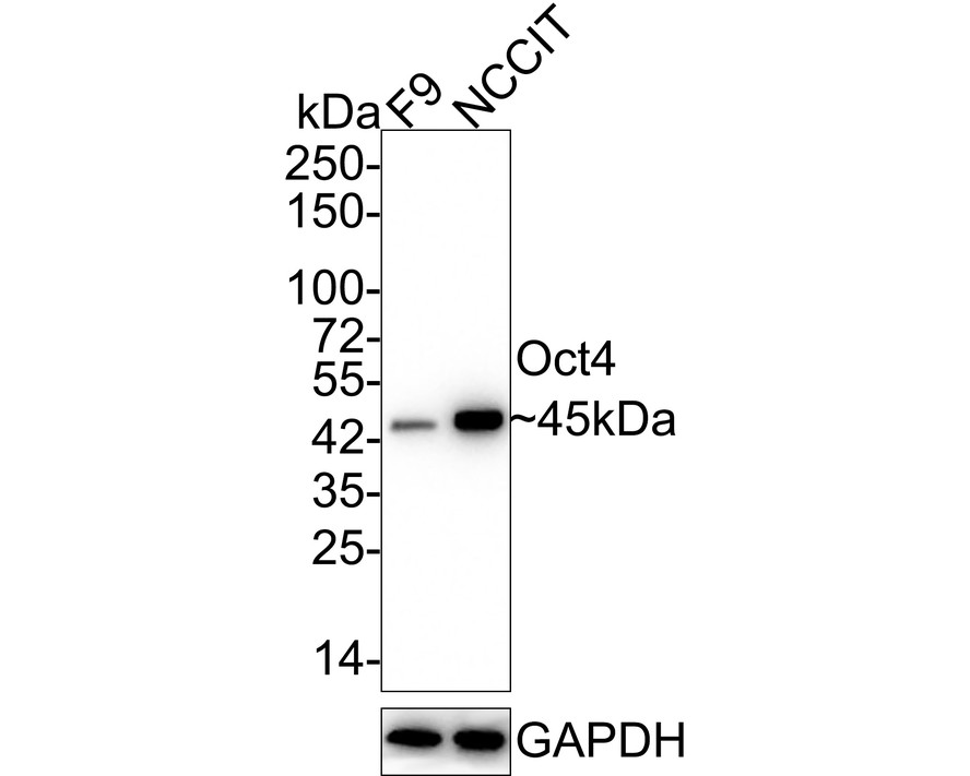 Western blot analysis of Oct4 on different lysates with Rabbit anti-Oct4 antibody (<a href=