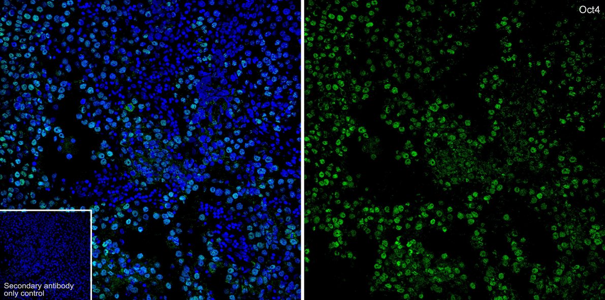Immunocytochemistry analysis of F9 cells labeling Oct4 with Rabbit anti-Oct4 antibody (<a href=