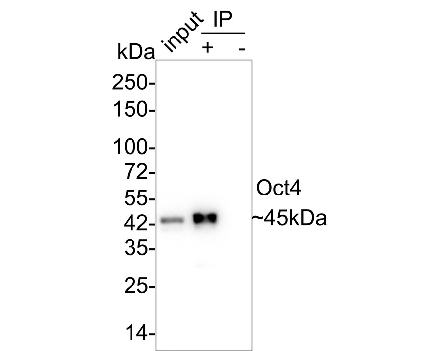 Oct4 was immunoprecipitated in 0.2mg NCCIT cell lysate with <a href=