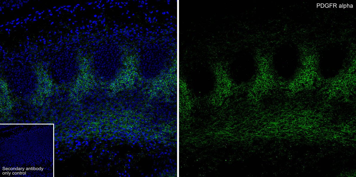 Application: IHC-Fr<br /><br />Species: Mouse<br /><br />Site: E14.5 embyro<br /><br />Sample: Frozen section<br /><br />Antibody concentration: 1:500<br /><br />Antigen retrieval: Not required