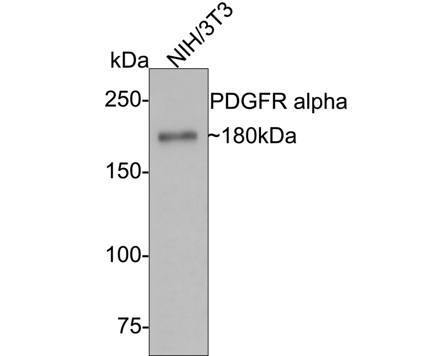 Western blot analysis of PDGFR alpha on NIH/3T3 cell lysates with Rabbit anti-PDGFR alpha antibody (<a href="/products/ET1702-49" style="font-weight: bold;text-decoration: underline;">ET1702-49</a>) at 1/5,000 dilution.<br /><br />Lysates/proteins at 10 µg/Lane.<br /><br />Predicted band size: 123 kDa<br />Observed band size: 180 kDa<br /><br />Exposure time: 2 minutes;<br /><br />6% SDS-PAGE gel.<br /><br />Proteins were transferred to a PVDF membrane and blocked with 5% NFDM/TBST for 1 hour at room temperature. The primary antibody (<a href="/products/ET1702-49" style="font-weight: bold;text-decoration: underline;">ET1702-49</a>) at 1/5,000 dilution was used in 5% NFDM/TBST at room temperature for 2 hours. Goat Anti-Rabbit IgG - HRP Secondary Antibody (<a href="/products/HA1001" style="font-weight: bold;text-decoration: underline;">HA1001</a>) at 1/50,000 dilution was used for 1 hour at room temperature.