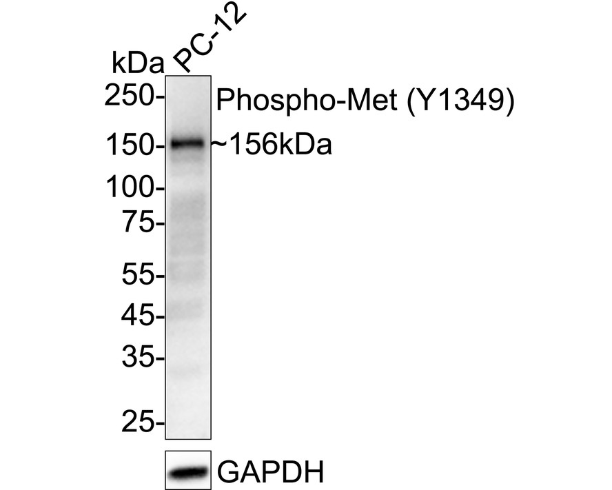 Western blot analysis of Phospho-Met (Y1349) on PC-12 cell lysates with Rabbit anti-Phospho-Met (Y1349) antibody (<a href=