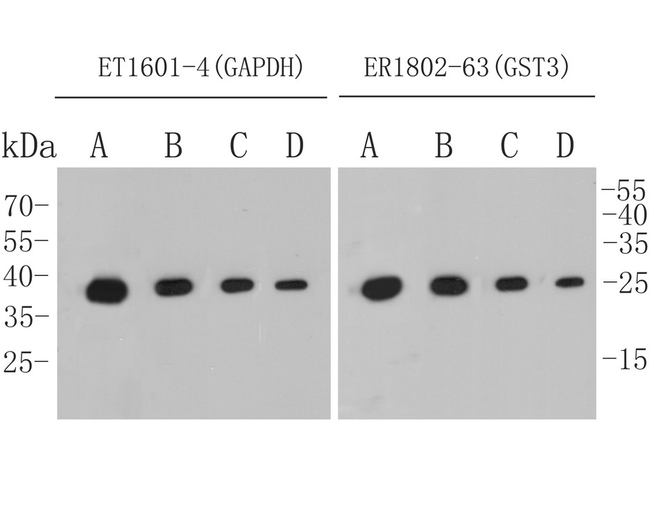 Western blot analysis of rabbit anti-GAPDH antibody (<a href=