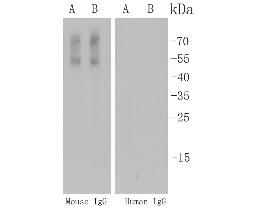 The Cross-reactions of the secondary antibody (<a href=
