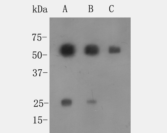 Western blot analysis of Rabbit anti-Goat IgG on Got IgG lysates. Proteins were transferred to a PVDF membrane and blocked with 5% BSA in PBS for 1 hour at room temperature. Rabbit anti Goat IgG-HRP Secondary Antibody (<a href=