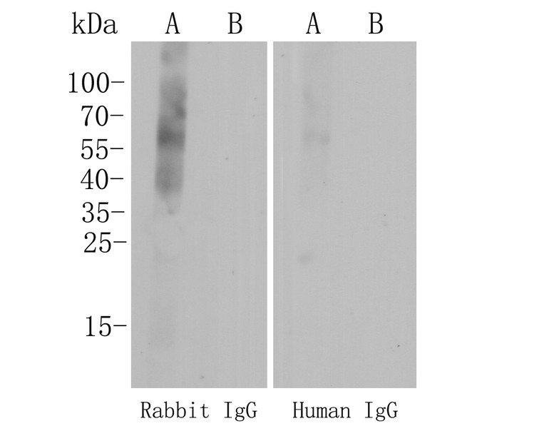 The Cross-reactions of the secondary antibody (<a href=