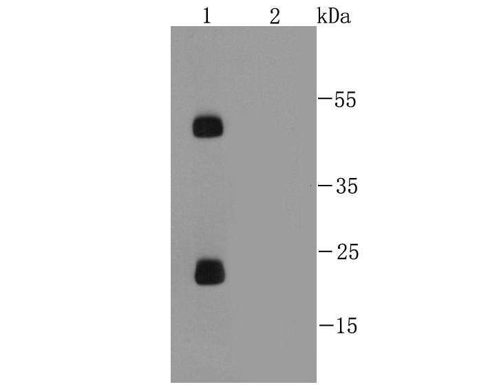 Western blot analysis of Rabbit anti Mouse IgG-HRP on different lysates. Proteins were transferred to a PVDF membrane and blocked with 5% BSA in PBS for 1 hour at room temperature. Rabbit anti Mouse IgG-HRP Secondary Antibody (<a href=