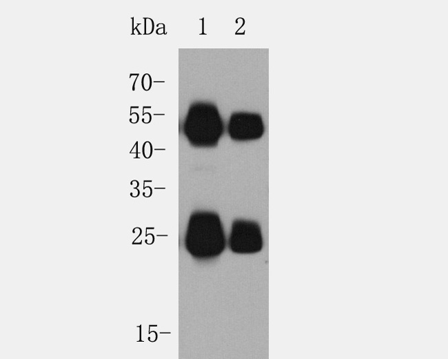 Western blot analysis of Rabbit anti Goat Anti-human IgG-HRP on Human serum lysates. Proteins were transferred to a PVDF membrane and blocked with 5% BSA in PBS for 1 hour at room temperature. Rabbit anti Goat IgG-HRP Secondary Antibody (<a href=