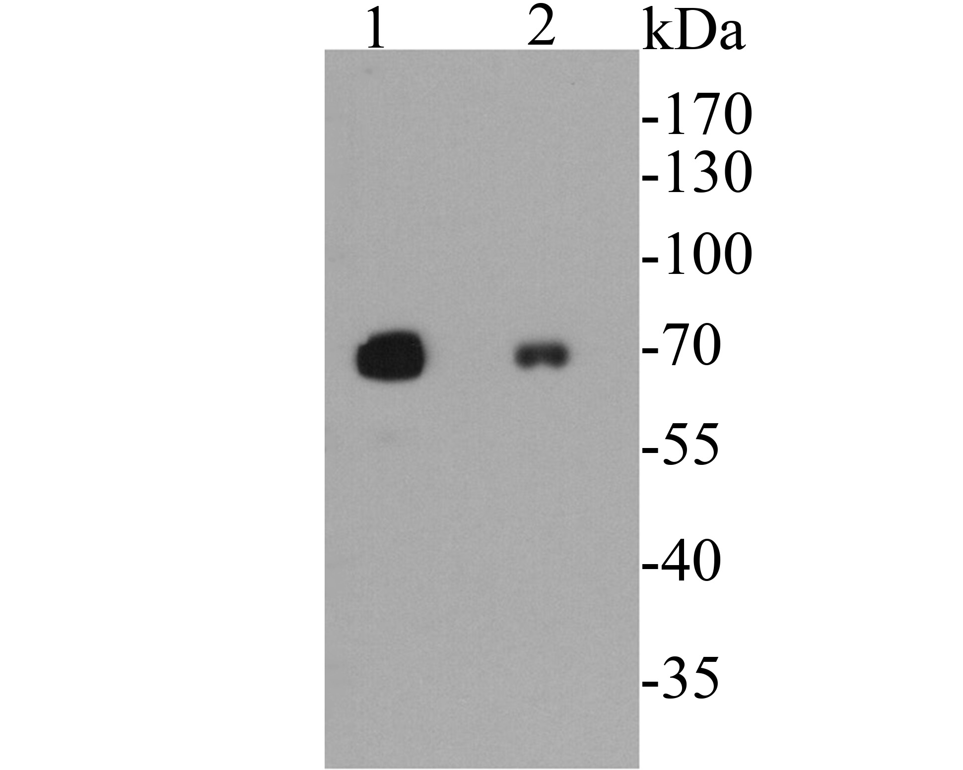 Western blot analysis of Rabbit anti Chicken IgY-HRP on Chicken IgY lysates. Proteins were transferred to a PVDF membrane and blocked with 5% BSA in PBS for 1 hour at room temperature. Rabbit anti-Chicken IgY-HRP Secondary Antibody (<a href=