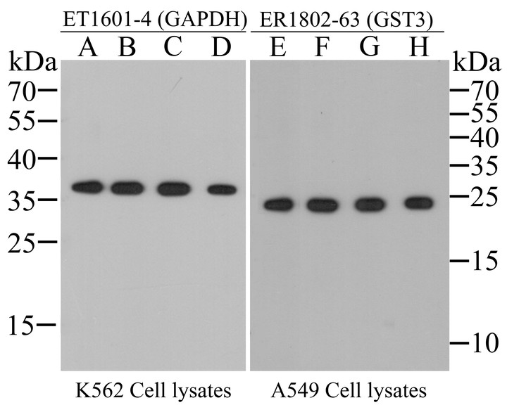 Western blot analysis of rabbit anti-GAPDH antibody (<a href=
