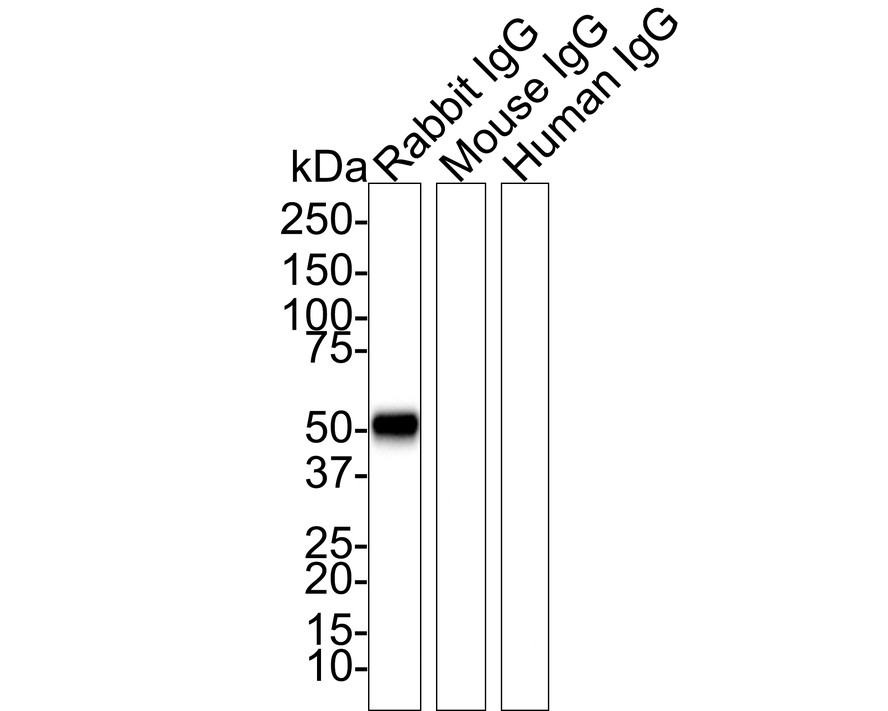 The Cross-reactions of the secondary antibody (<a href=