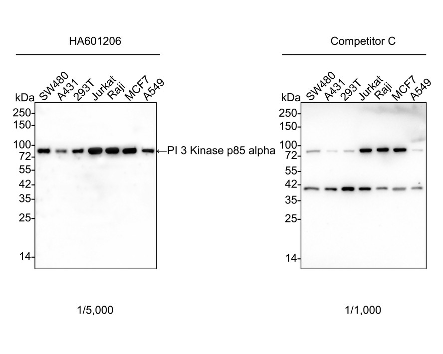 Western blot analysis of PI 3 Kinase p85 alpha on different lysates with Mouse anti-PI 3 Kinase p85 alpha antibody (<a href=