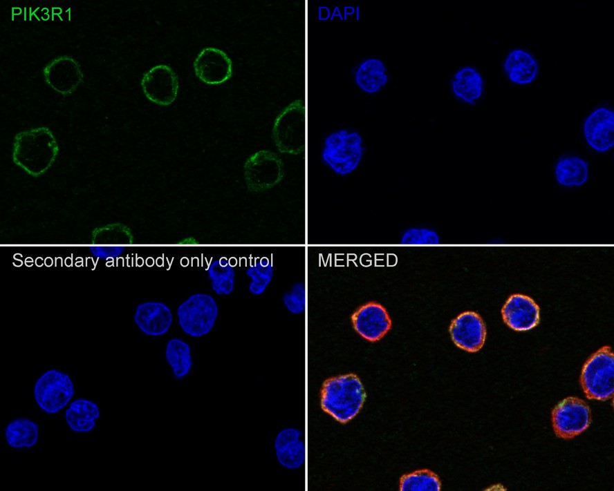 Immunocytochemistry analysis of U-937 cells labeling PI 3 Kinase p85 alpha with Mouse anti-PI 3 Kinase p85 alpha antibody (<a href=