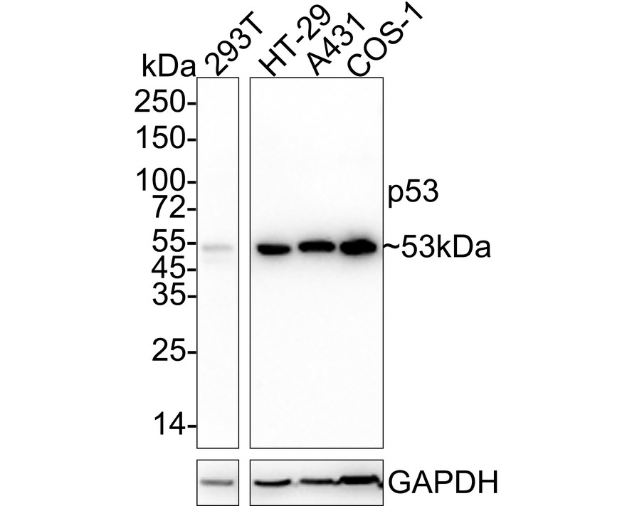 Western blot analysis of p53 on different lysates with Mouse anti-p53 antibody (<a href=
