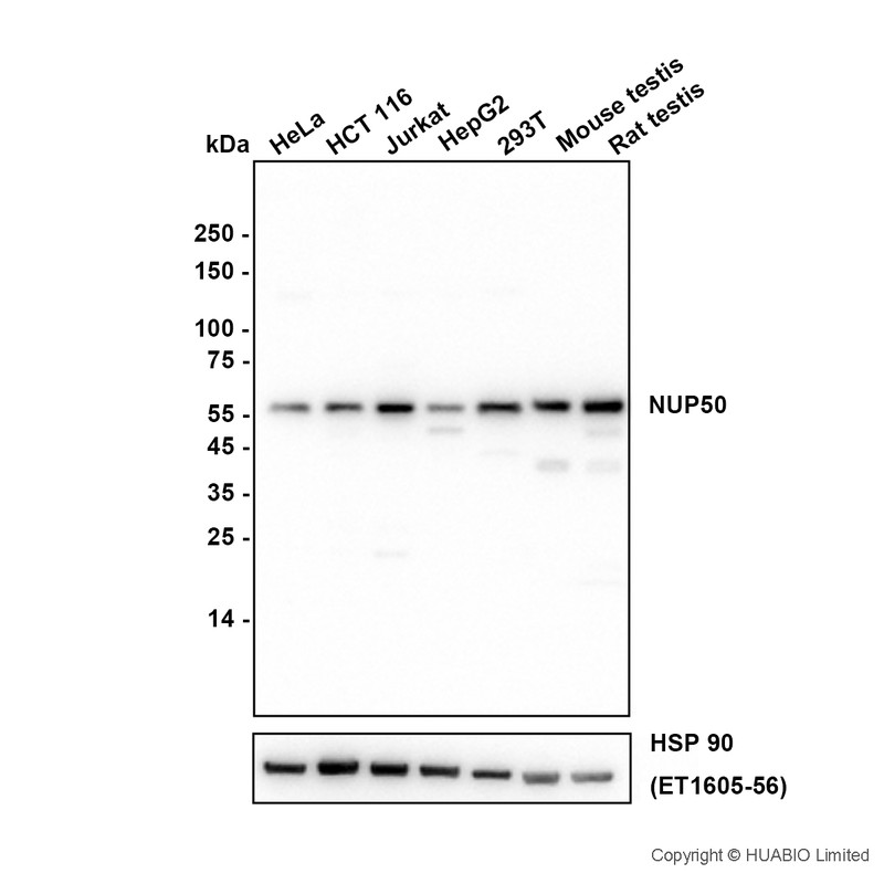 NUP50 Antibody