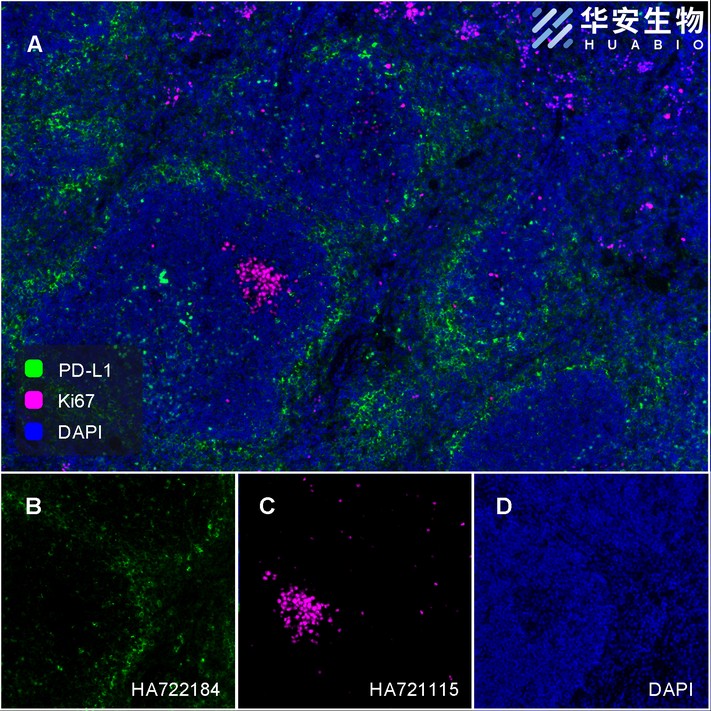 Application: IHC-Fr<br /><br />Species: Mouse<br /><br />Site: Spleen <br /><br />Sample: Frozen section<br /><br />Antibody concentration: 1/500<br /><br />Antigen retrieval: The section was pre-treated using heat mediated antigen retrieval with sodium citrate buffer (pH 6.0) for about 2 minutes in microwave oven.