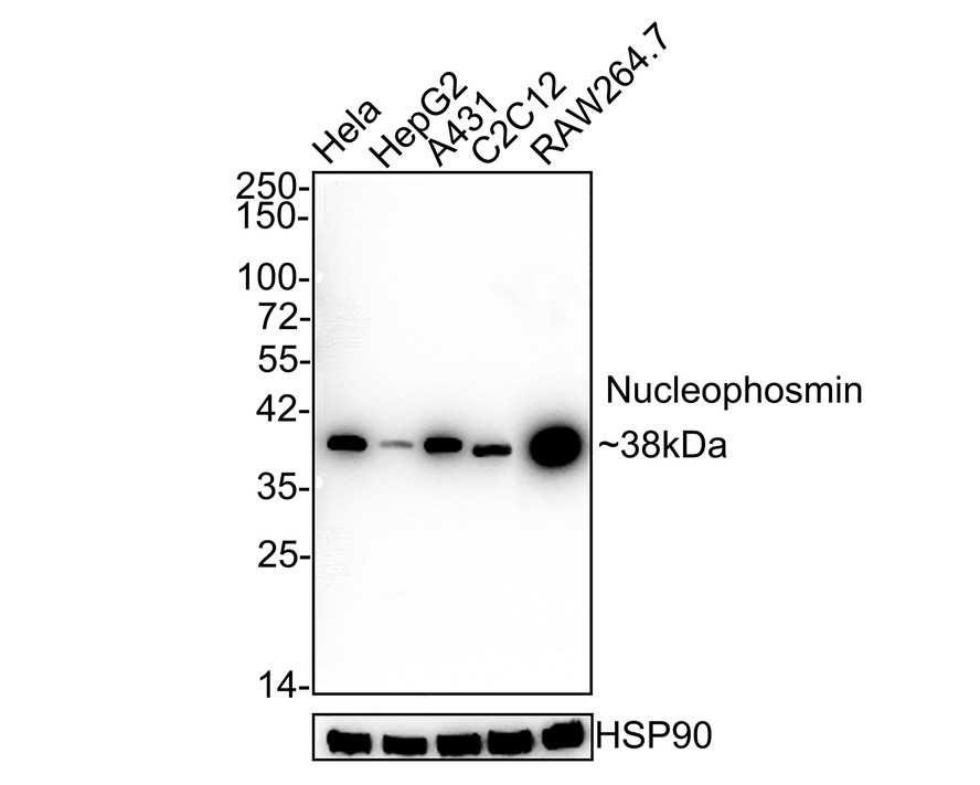 Western blot analysis of Nucleophosmin on different lysates with Rabbit anti-Nucleophosmin antibody (<a href=
