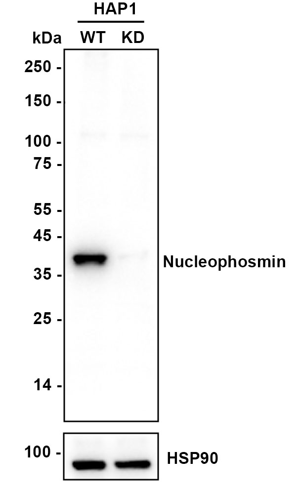 Immunocytochemistry analysis of HeLa cells labeling Nucleophosmin with Rabbit anti-Nucleophosmin antibody (<a href=