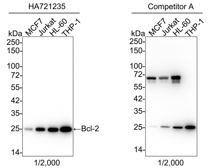 Western blot analysis of Bcl-2 on different lysates with Rabbit anti-Bcl-2 antibody (<a href="/products/HA721235" style="font-weight: bold;text-decoration: underline;">HA721235</a>) at 1/2,000 dilution and competitor's antibody at 1/2,000 dilution.<br /><br />Lane 1: MCF7 cell lysate (15 µg/Lane)<br />Lane 2: Jurkat cell lysate (15 µg/Lane)<br />Lane 3: HL-60 cell lysate (15 µg/Lane)<br />Lane 4: THP-1 cell lysate (15 µg/Lane)<br /><br />Predicted band size: 26 kDa<br />Observed band size: 25 kDa<br /><br />Exposure time: 1 minute 30 seconds; ECL: K1801;<br /><br />4-20% SDS-PAGE gel.<br /><br />Proteins were transferred to a PVDF membrane and blocked with 5% NFDM/TBST for 1 hour at room temperature. The primary antibody (<a href="/products/HA721235" style="font-weight: bold;text-decoration: underline;">HA721235</a>) at 1/2,000 dilution and competitor's antibody at 1/2,000 dilution were used in 5% NFDM/TBST at 4℃ overnight. Goat Anti-Rabbit IgG - HRP Secondary Antibody (<a href="/products/HA1001" style="font-weight: bold;text-decoration: underline;">HA1001</a>) at 1/50,000 dilution was used for 1 hour at room temperature.