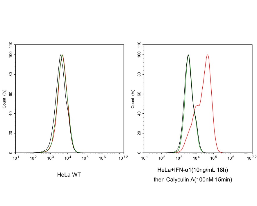 Phospho-PKR (T451) Recombinant Rabbit monoclonal Antibody