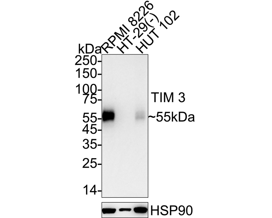 <span style="font-weight: bold;">☑ Relative expression (RE)</span><br /><br />Western blot analysis of TIM 3 on different lysates with Rabbit anti-TIM 3 antibody (<a href="/products/HA723169" style="font-weight: bold;text-decoration: underline;">HA723169</a>) at 1/2,000 dilution.<br /><br />Lane 1: RPMI 8226 cell lysate (20 µg/Lane)<br />Lane 2: HT-29 cell lysate (negative) (20 µg/Lane)<br />Lane 3: HUT 102 cell lysate (20 µg/Lane)<br /><br />Predicted band size: 33 kDa<br />Observed band size: 55 kDa<br /><br />Exposure time: 40 seconds; ECL: K1802;<br /><br />4-20% SDS-PAGE gel.<br /><br />Proteins were transferred to a PVDF membrane and blocked with 5% NFDM/TBST for 1 hour at room temperature. The primary antibody (<a href="/products/HA723169" style="font-weight: bold;text-decoration: underline;">HA723169</a>) at 1/2,000 dilution was used in 5% NFDM/TBST at 4℃ overnight. Goat Anti-Rabbit IgG - HRP Secondary Antibody (<a href="/products/HA1001" style="font-weight: bold;text-decoration: underline;">HA1001</a>) at 1/50,000 dilution was used for 1 hour at room temperature.