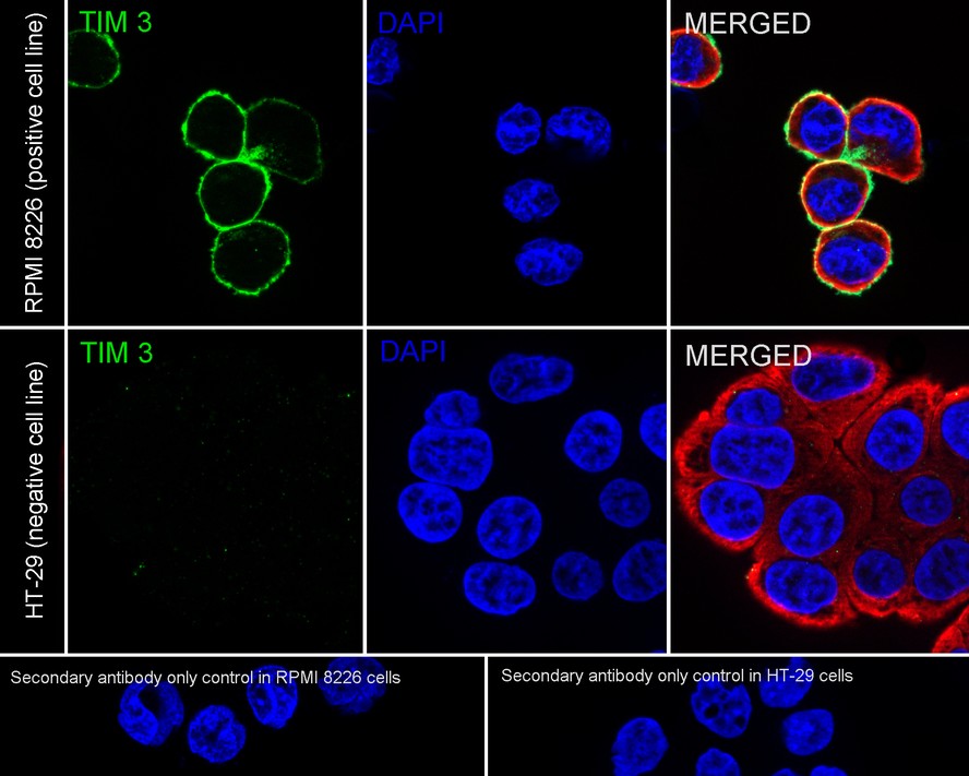 <span style="font-weight: bold;">☑ Relative expression (RE)</span><br /><br />Immunocytochemistry analysis of RPMI 8226 (positive) and HT-29 (negative) labeling TIM 3 with Rabbit anti-TIM 3 antibody (<a href="/products/HA723169" style="font-weight: bold;text-decoration: underline;">HA723169</a>) at 1/100 dilution.<br /><br />Cells were fixed in 4% paraformaldehyde for 15 minutes at room temperature, permeabilized with 0.1% Triton X-100 in PBS for 15 minutes at room temperature, then blocked with 1% BSA in 10% negative goat serum for 1 hour at room temperature. Cells were then incubated with Rabbit anti-TIM 3 antibody (<a href="/products/HA723169" style="font-weight: bold;text-decoration: underline;">HA723169</a>) at 1/100 dilution in 1% BSA in PBST overnight at 4 ℃. Goat Anti-Rabbit IgG H&L (iFluor&trade; 488, <a href="/products/HA1121" style="font-weight: bold;text-decoration: underline;">HA1121</a>) was used as the secondary antibody at 1/1,000 dilution. PBS instead of the primary antibody was used as the secondary antibody only control. Nuclear DNA was labelled in blue with DAPI.<br /><br />Beta tubulin (<a href="/products/HA601187" style="font-weight: bold;text-decoration: underline;">HA601187</a>, red) was stained at 1/100 dilution overnight at +4℃. Goat Anti-Mouse IgG H&L (iFluor&trade; 594, <a href="/products/HA1126" style="font-weight: bold;text-decoration: underline;">HA1126</a>) was used as the secondary antibody at 1/1,000 dilution.