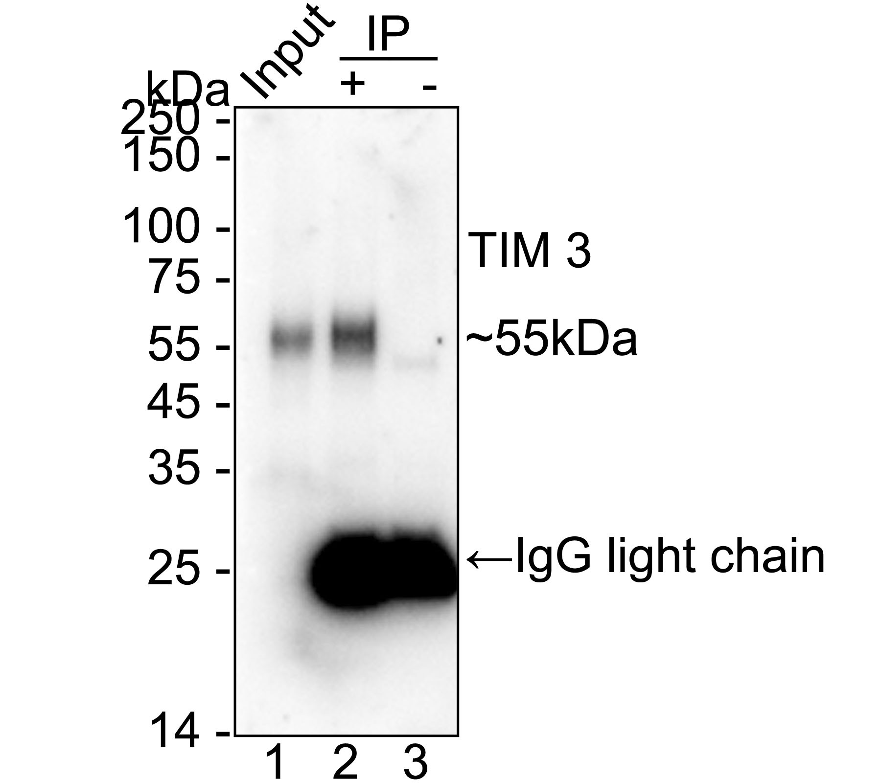 TIM 3 was immunoprecipitated from 0.2 mg RPMI 8226 cell lysate with <a href="/products/HA723169" style="font-weight: bold;text-decoration: underline;">HA723169</a> at 2 µg/10 µl beads. Western blot was performed from the immunoprecipitate using <a href="/products/HA723169" style="font-weight: bold;text-decoration: underline;">HA723169</a> at 1/2,000 dilution. Mouse Anti-Rabbit IgG kappa light chain secondary antibody (<a href="/products/M1208-2" style="font-weight: bold;text-decoration: underline;">M1208-2</a>) at 1/5,000 dilution was used for 1 hour at room temperature.<br /><br />Lane 1: RPMI 8226 cell lysate (input)<br />Lane 2: <a href="/products/HA723169" style="font-weight: bold;text-decoration: underline;">HA723169</a> IP in RPMI 8226 cell lysate<br />Lane 3: Rabbit IgG instead of <a href="/products/HA723169" style="font-weight: bold;text-decoration: underline;">HA723169</a> in RPMI 8226 cell lysate<br /><br />Blocking/Dilution buffer: 5% NFDM/TBST<br />Exposure time: 59 seconds; ECL: K1802