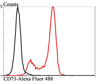 CD73 Rabbit polyclonal Antibody