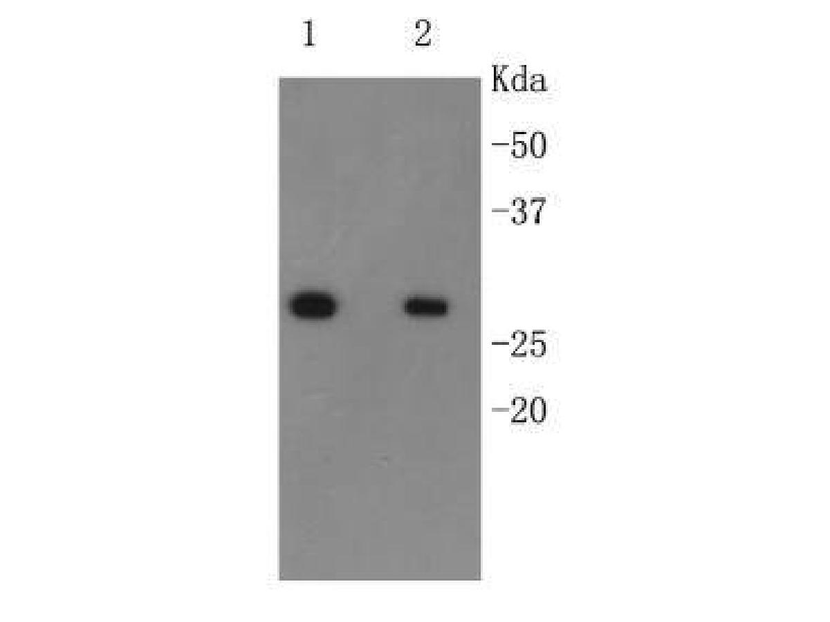 Western blot analysis of extracts from cells expressing C-terminal His-tagged protein 6X His-tag antibody:<br />Lane 1: 1:2,000 diluted antibody<br />Lane 2: 1:5,000 diluted antibody